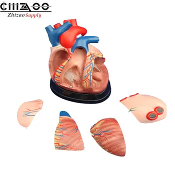 

Medical Science Human Middle Heart Anatomical Model