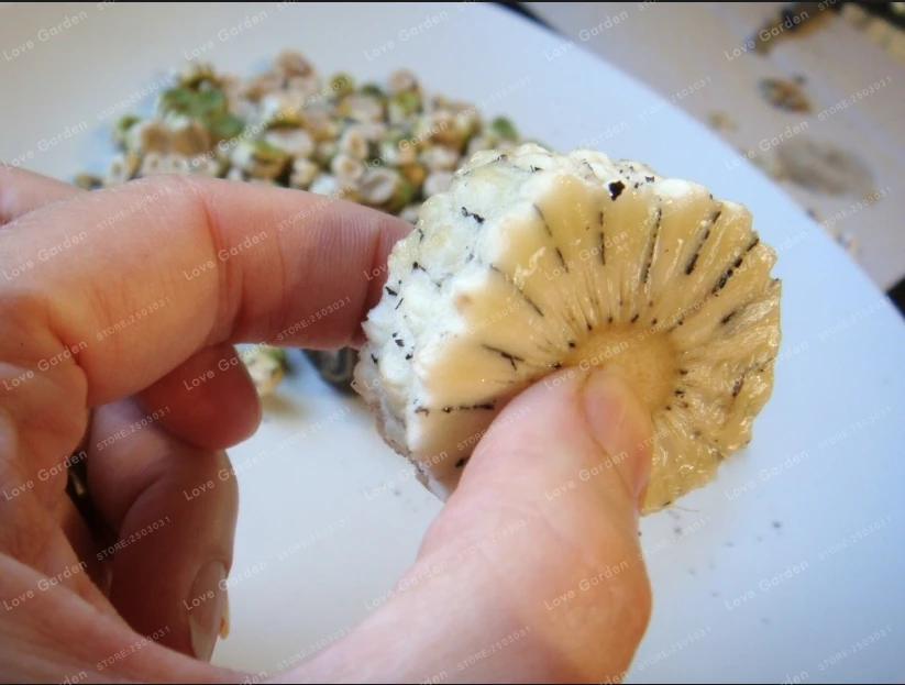 100 Monstera Deliciosa бонсай растения в горшках Новинка Фрукты как кукуруза полностью спелый вкус как банан манго и ананас