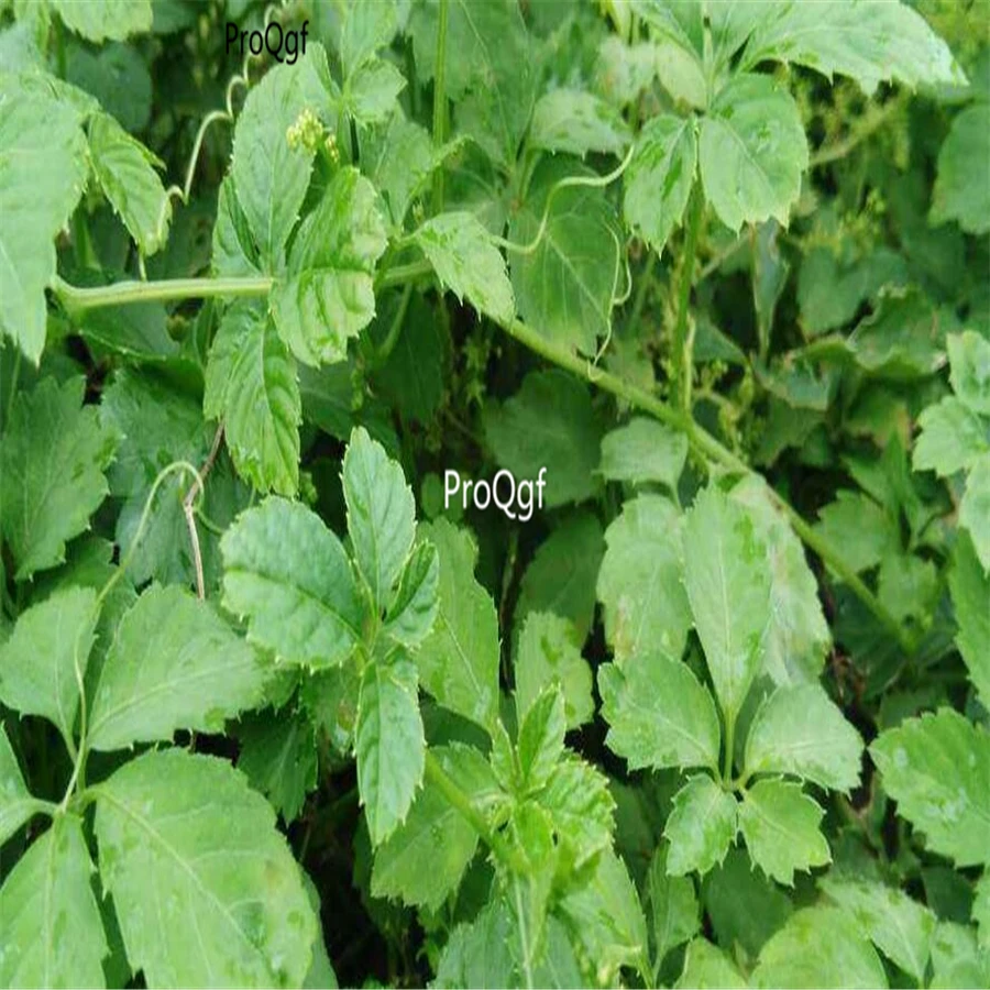 

ProQgf 300Pcs A Set Gynostemma Semente Pentaphyllum Jiao Gu Lan