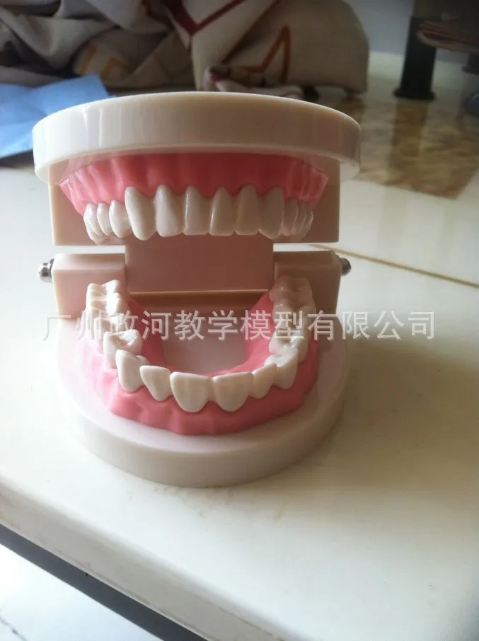 

1:1 Life Size Teeth Dental Teaching Model Children Oral Kindergarten Teaching Brushing Dental Materials Anatomy Model