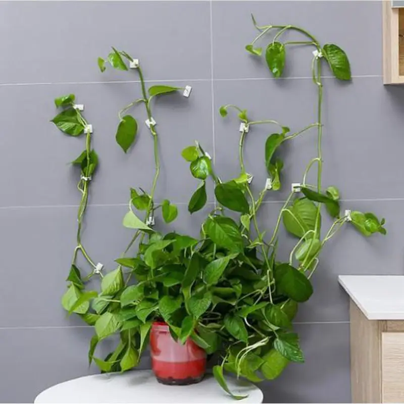 HOPATE 50pcs Plant Climbing Wall Fixture Clips Self Adhesive Climbing Plant Support Sticky Hook Plant Vine Traction Invisible Plant Hooks for Climbing Plants Gardening Wire Organizing