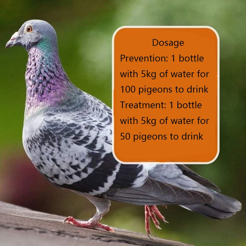 Palomas que giran en la cabeza, sacuden la cabeza y fríen sus pelos y contienen taburetes verdes, 100 pájaros/botella