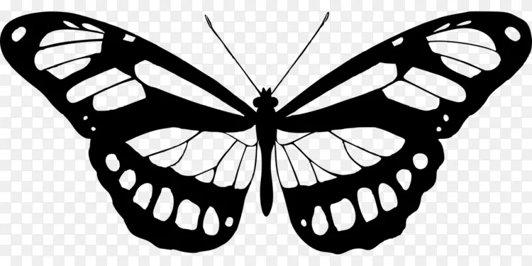 蝴蝶版画艺术壁画-蝴蝶