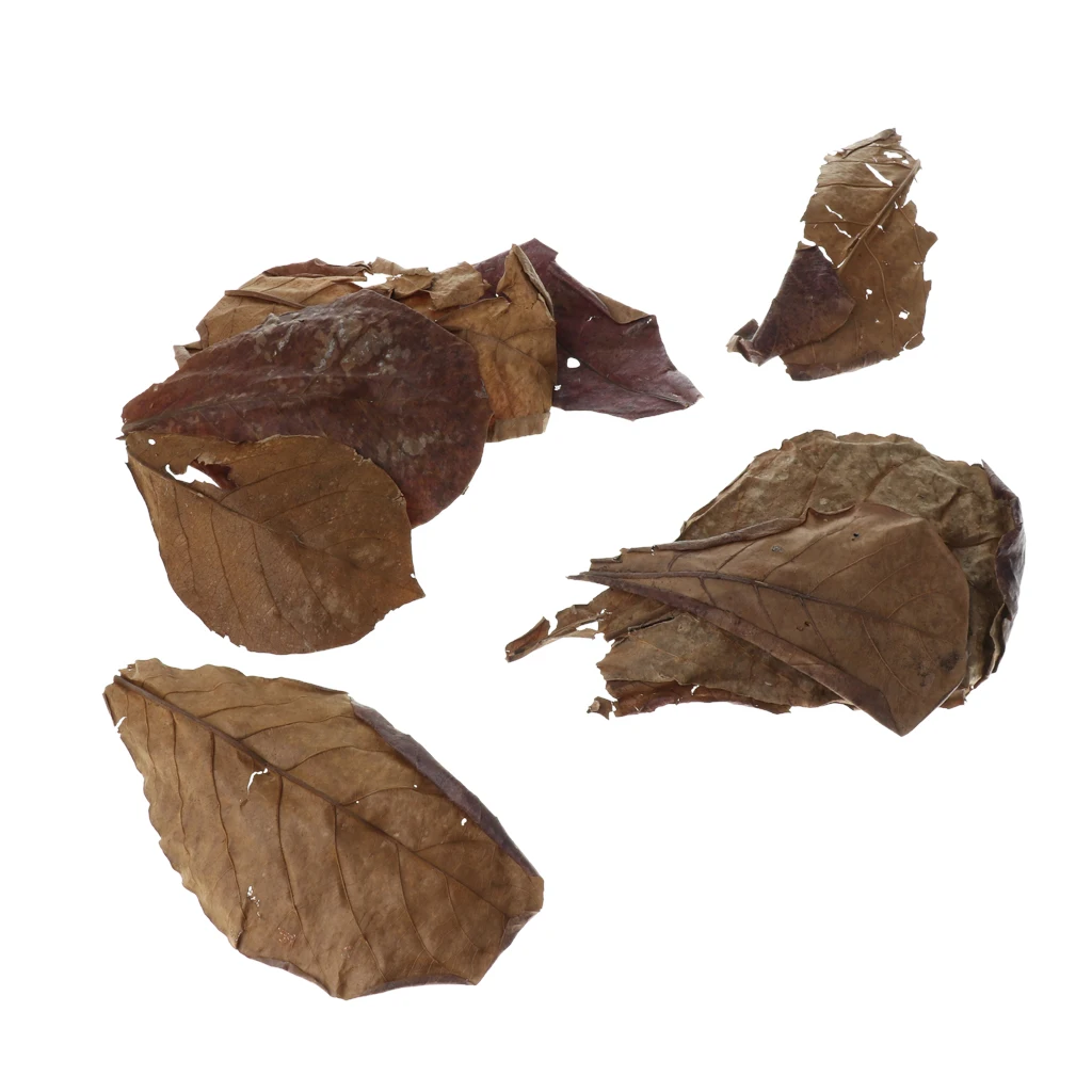 Set of 10 Fish Tank Indian Almond Leaves  For Betta Fish & Shrimps