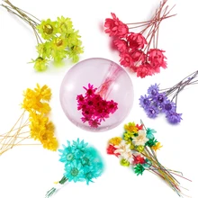 10 шт. бразильские звезды гербарий DIY эпоксидные материалы ручной работы наполнитель сушеные цветы изготовление каменных ювелирных изделий Смола ремесла стол Декор