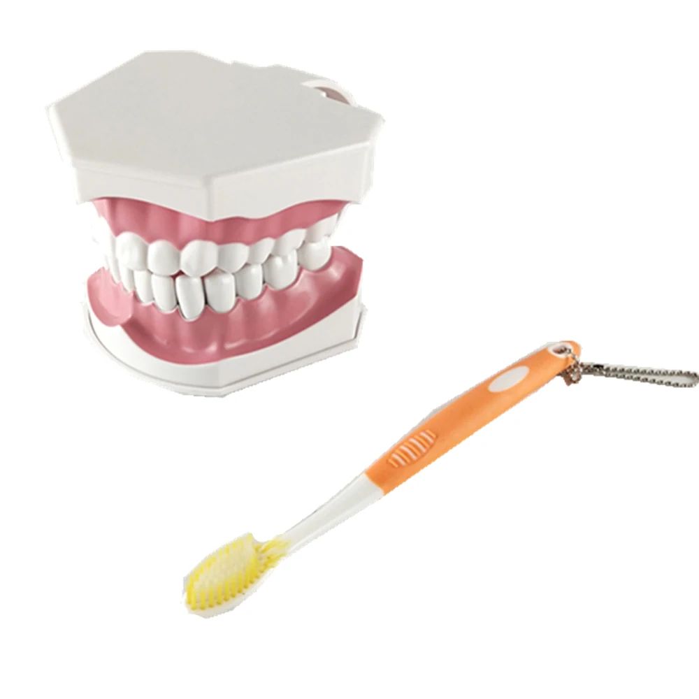 

Adult Dental Teeth Model and Toothbrush with Removable High-Grade Teeth Teaching Model for Kids Oral Care Teaching