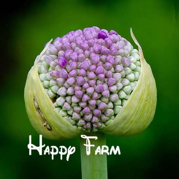 100 шт./пакет фиолетовый Giant Allium Giganteum, красивый цветок-бонсай садовое растение в уровень почкования 95% редкий цветок для малыша