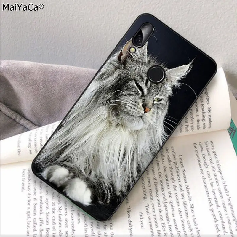 pet maine coon cat