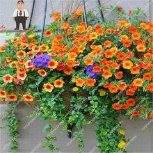 100 шт садовая Петуния бонсай Висячие Цветы цветочный горшок для балкона бонсай цветок бонсай Сделай Сам растение утренняя Глория семилл