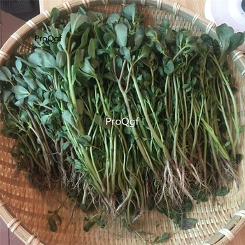 

Ngryise 10Pcs A Set Bacopa Monnieri Root