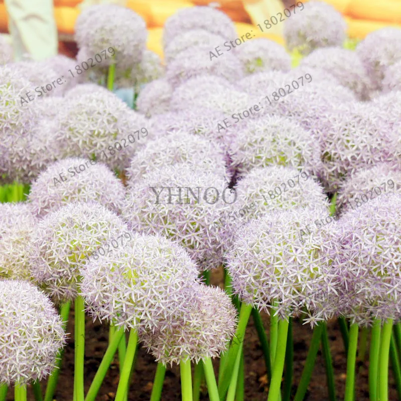 200 шт./пакет фиолетовый Giant Allium Giganteum, красивый цветок-бонсай садовое растение в уровень почкования 95% редкий цветок для детей