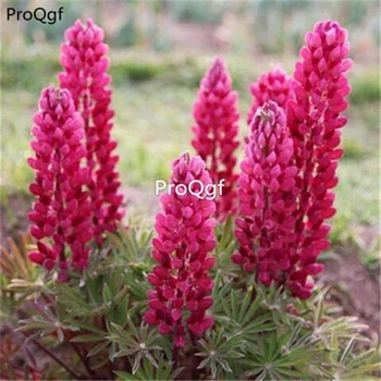 

Ngryise 2000Pcs a Set Lupinus micranthus