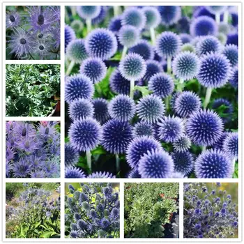 

Plant Flower Bath Salts Blue Eryngium foetidum Essence 200Pcs XZZ-207