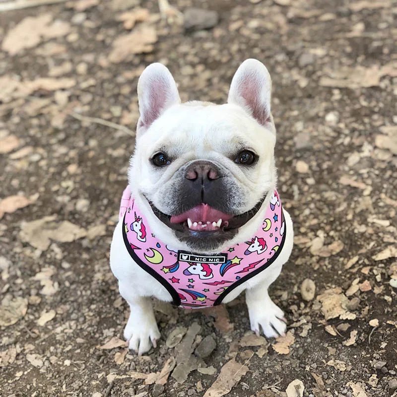 Harnais animal,Harnais pour chien bouledogue français,carlin,petit et moyen gabarit,laisse