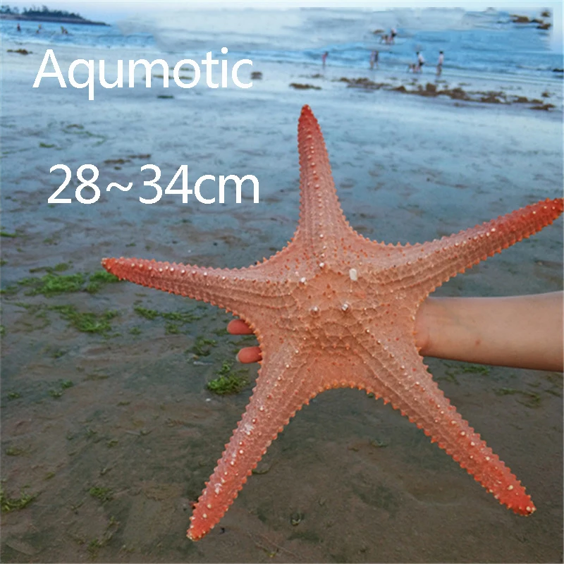 Aqumotic Большая Морская звезда над лордом сиастаром императором большая