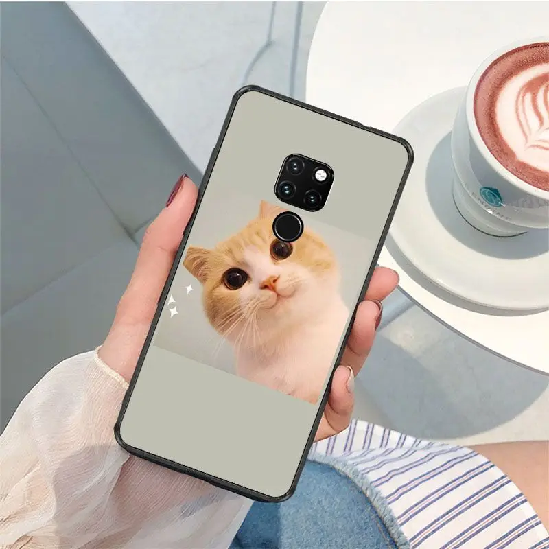 Cute funny funny kitten cat