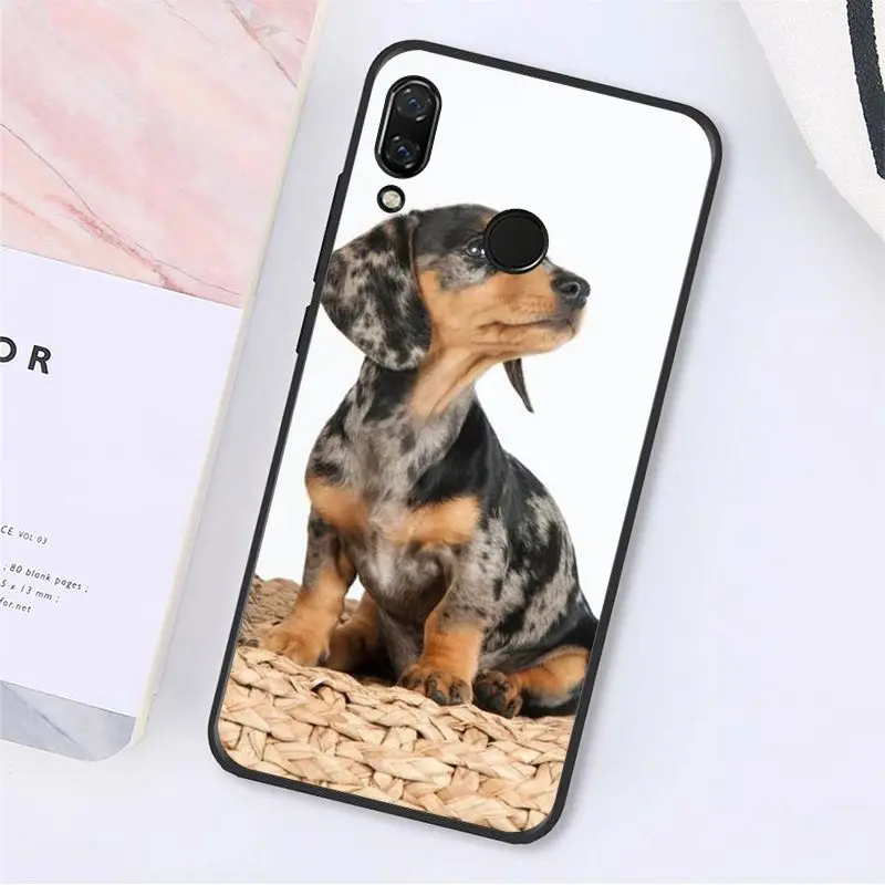 Cute Animal Dachshund Dog Puppy 