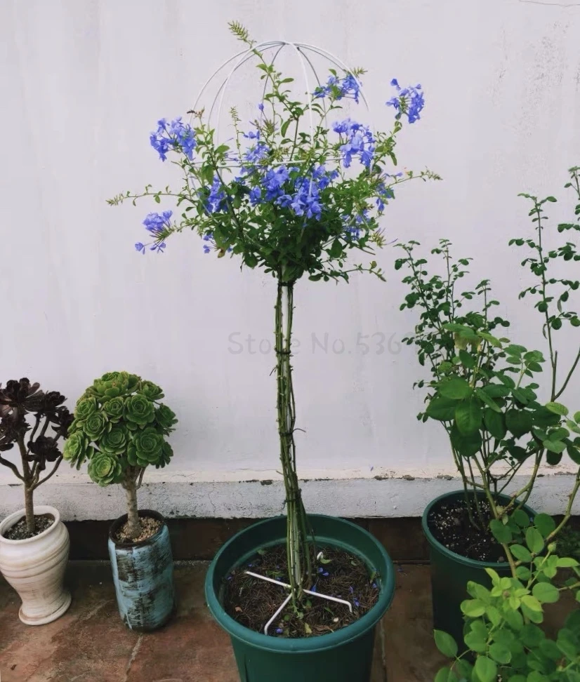 Подъемная беседка железная художественная сферическая Цветочная стойка цветы китайская Роза ветряная мельница Жасмин клематис Лотос кронштейн синяя Снежинка