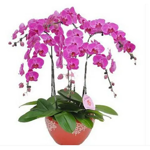 Цветок бонсай, растения орхидеи,-200 шт фаленопсис орхидеи плантации для домашнего сада