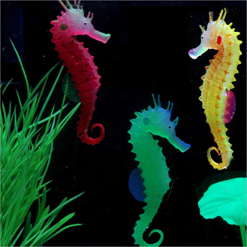 seahorse fish tank