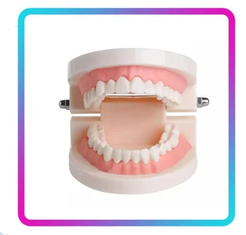

Teeth Model Pro Adult White Teeth Model Standard Dental Teaching Study Typodont Demonstration Oral Medical Education Tool hot