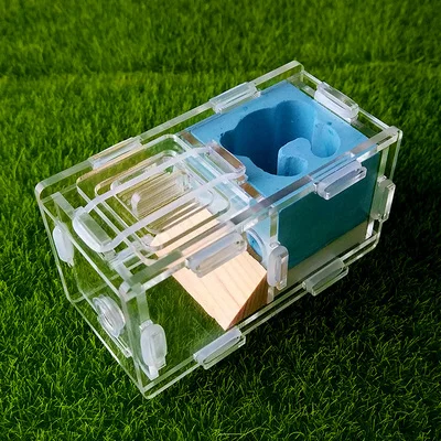 Самолет Муравьиное гнездо муравьиная ферма [пивная головка] для молодых колоний