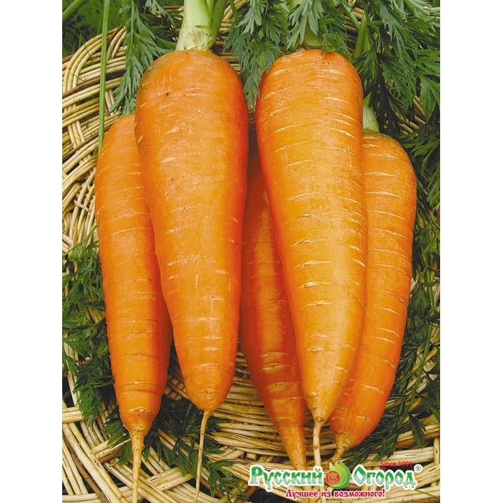 Russian High Quality Carrot "Moscow winter" A515 seeds in gel dragee