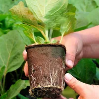 50 Pcs 6cm Garden Round Peat Pots Plant Seedling Starters Cups Nursery Herb Seed Tray Planting Tools Eco-friendly Biodegradable 4