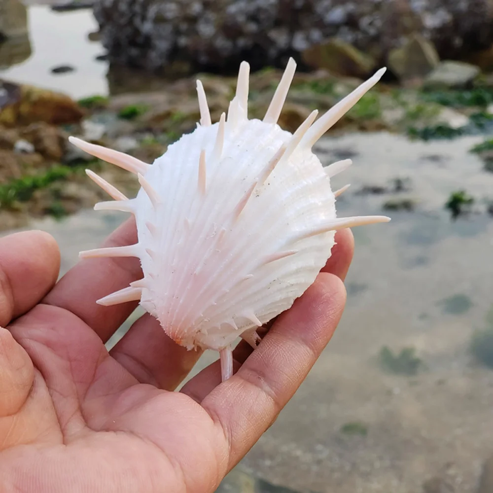 Natural Shell Ornaments Natural Conch Sea Shell Spondylus Shell 1pcs 8-9cm For Fish Tank Decoration Gift