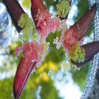 

Plant Flower Bath Salts Finger lemon Essence 100Pcs XZZ-285