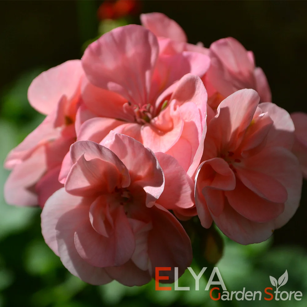Pelargonias sistema de raíces cerradas, flores vividas para tu hogar