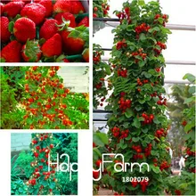 Большая Акция! 400 шт./упак. синий восхождение в виде земляничного дерева для растений, редкие фрукты Флорес для Дом и сад бонсай,,# MI21