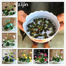 Бонсай цветок 5 шт. цветок лотоса для лета настоящая чаша лотоса Горшки Бонсай и садовые растения