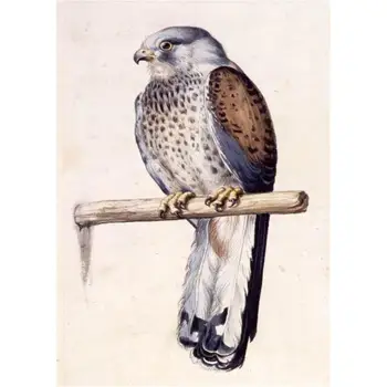 

5D DIY Diamond Painting Animal Diamond Mosaic Cross Stitch Full Diamond Embroidery Bird Home Decor