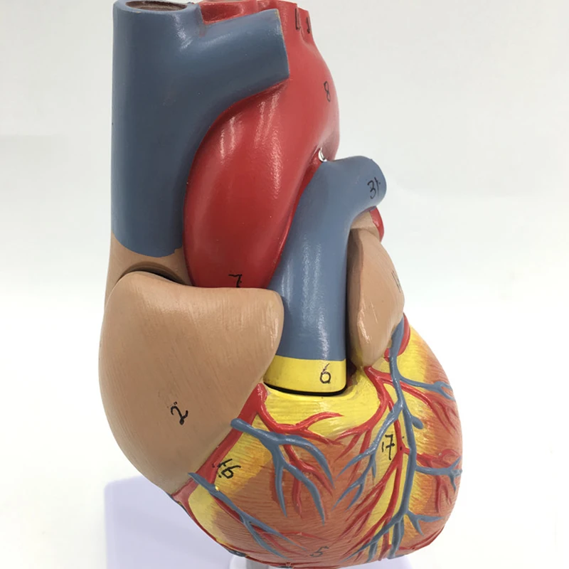 Human Heart Anatomical Anatomy Teaching Model Viscera Medical Organ Model Emulational + Stand Medical Science Teaching Resources