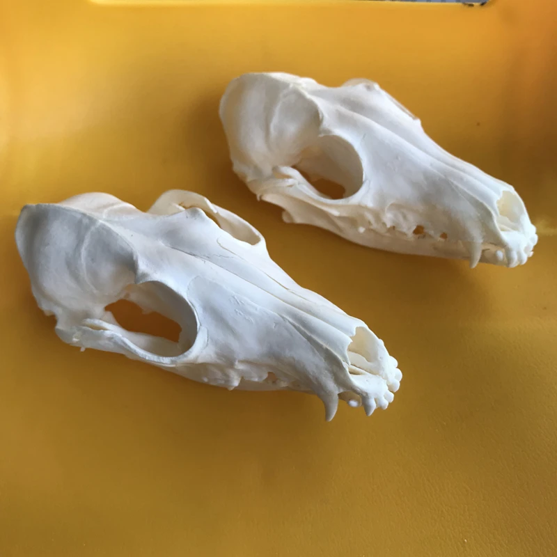 Le vrai crâne animal Crâne de renard Rouge  Os réel  Animal specimen