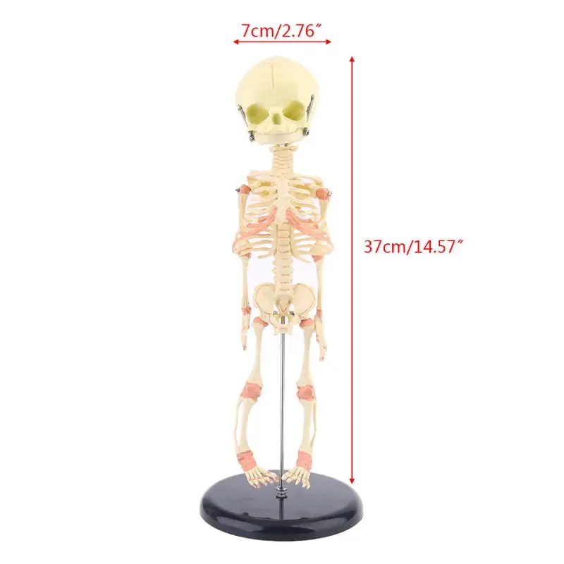 

37x7cm Single Head Baby Skull Human Research Model Skeleton Anatomical Brain Anatomy Teaching Study Display