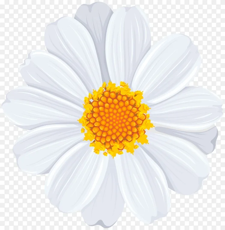 png普通雏菊剪贴画-白色雏菊png透明剪贴画图像图片