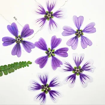 

120pcs Pressed Dried 4-6cm Malva Sinensis Cavan Flower Plant Herbarium For Jewelry Phone Case Photo Frame DIY Making DIY