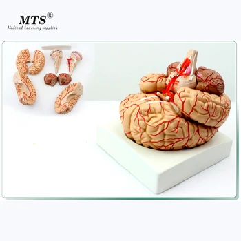 

Human head Model Cerebral Artery Distribution Nine Component Brain Anatomical Doctor Recommended Neurology Internal Medicine