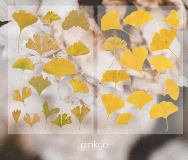 ginkgo 2 листа Ретро цветок лист завод маркер стикер Дневник канцелярские ПВХ наклейки s для скрапбукинга, школьные принадлежности Bullet Journal sl2203 - Цвет: ginkgo