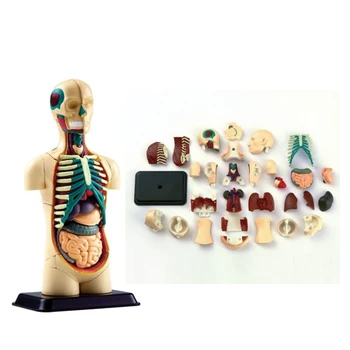 

12.7cm Human Anatomical Model Human Torso Body Model Medical Teaching DIY Science Dismountable Assemble