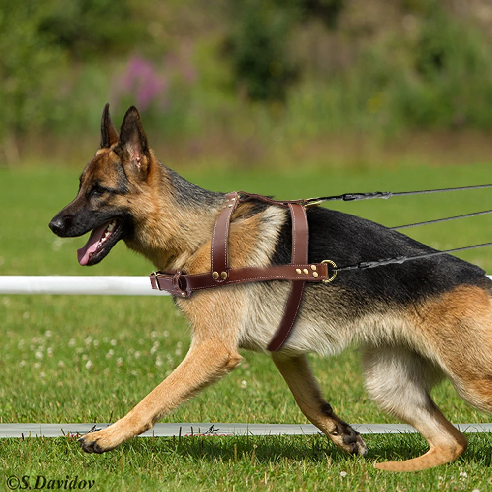 grandes pastor alemão k9 cão agilidade produto