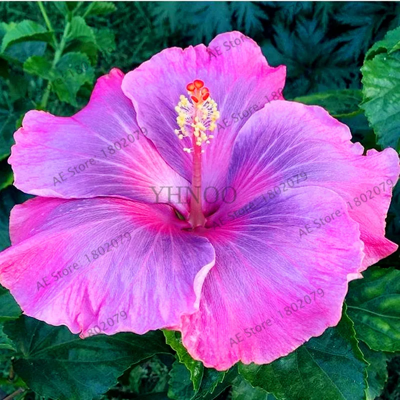 100 шт./пакет Гибискус flores, бонсай растения для дома и сада, красивый декоративный цветок, Легко растить