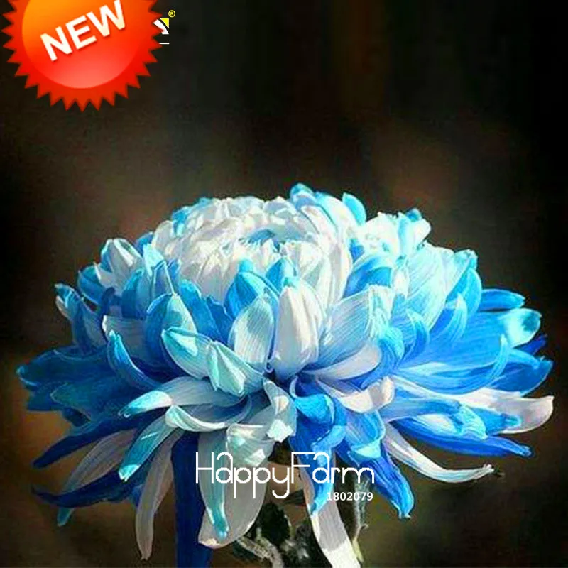 

Loss Promotion!100 pcs/pack Rare Blue White Color Chrysanthemum Bonsai Morifolium Plants Flower Potted Plant Home Garden,#VM8ZQ