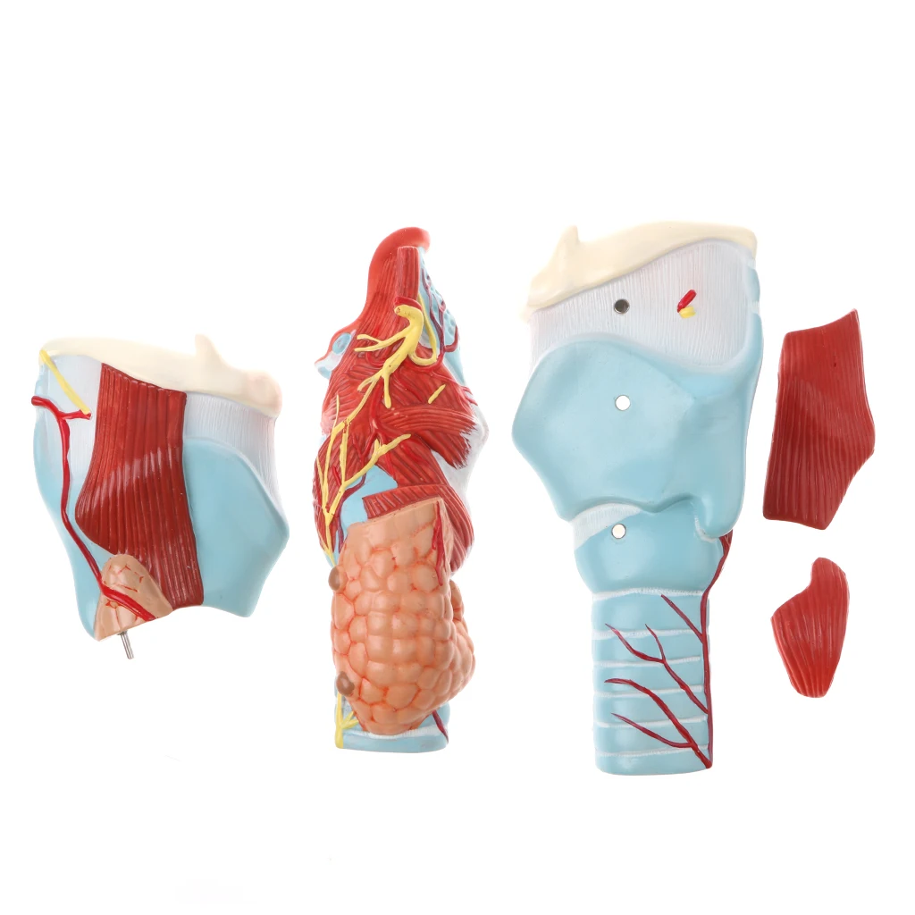 Professional 2x Human Pharynx And Larynx Skeleton Model,5 Parts, Science Toy Laboratory Equipment