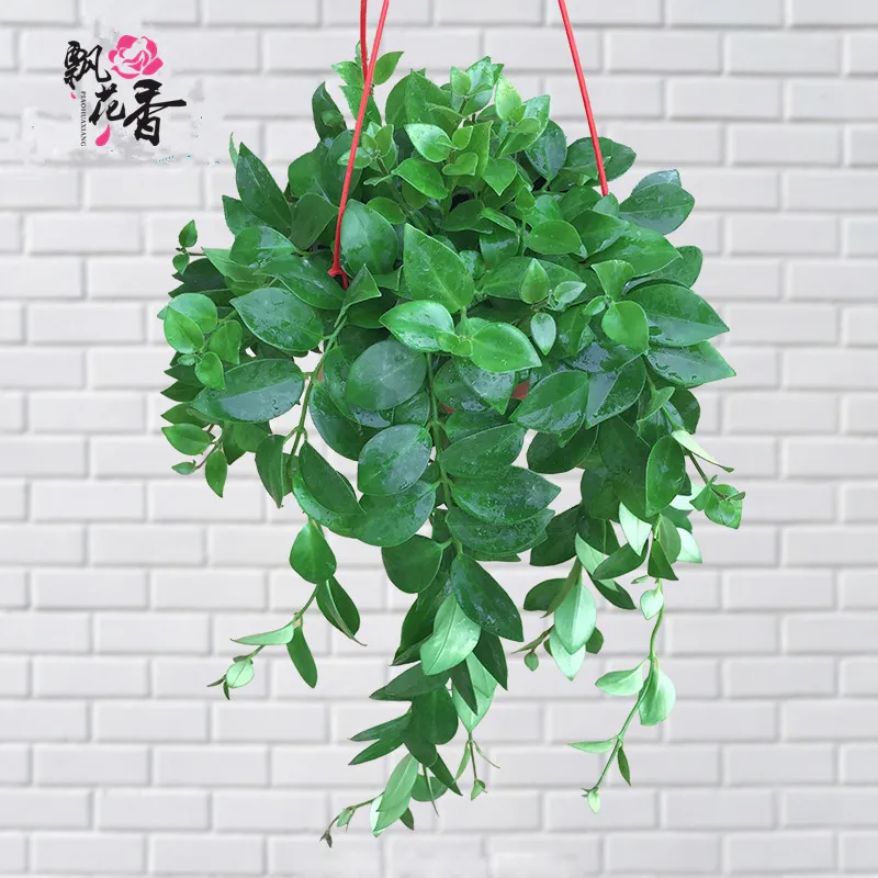 

Indoor Potted Plant Lipstick Chlorophytum Hanging Flower Suction Formaldehyde Easy to Keep Plant