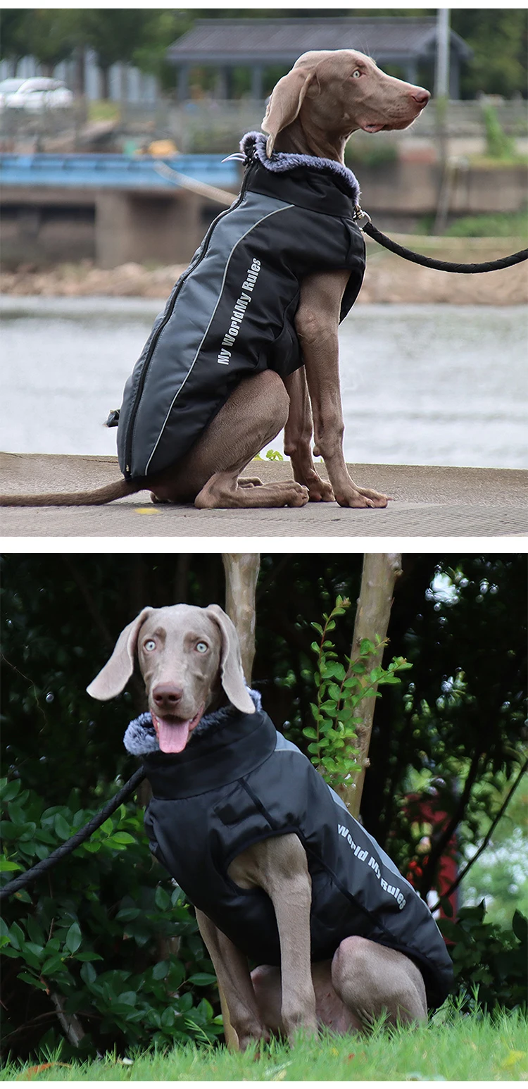 dog jackets for large dogs