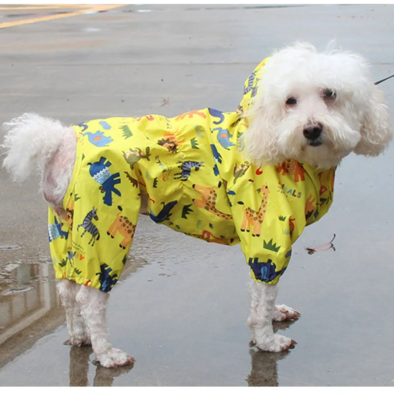 raincoat chihuahua