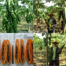 50 шт Необычные в форме торпеды Carica Papaya 'Burliar Long' на карликовом дереве S